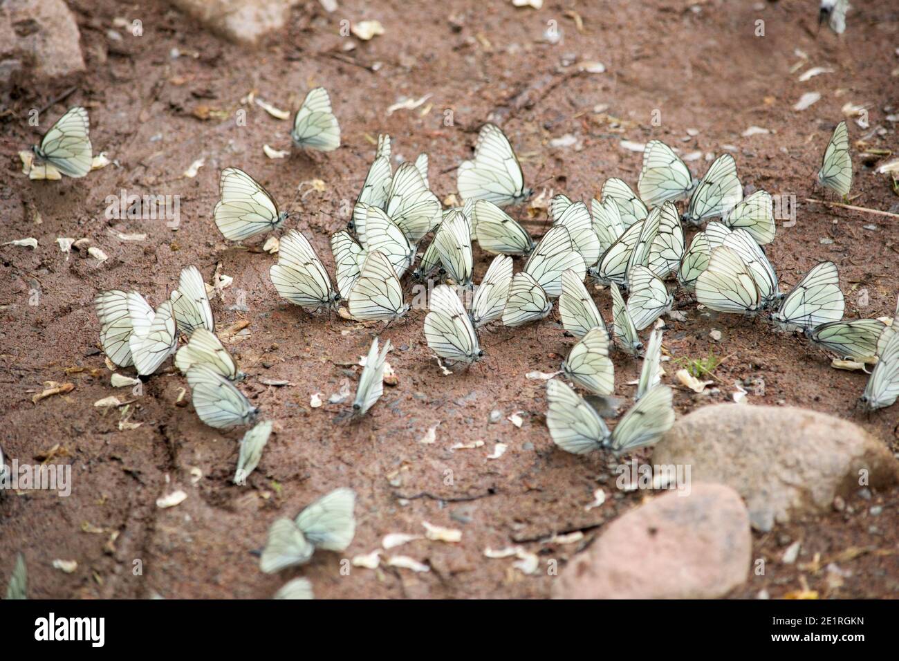 Viele schöne weiße Schmetterlinge am Flussufer - Aporia Crataegi Stockfoto