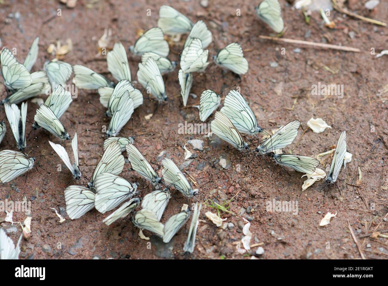Viele schöne weiße Schmetterlinge am Flussufer - Aporia Crataegi Stockfoto