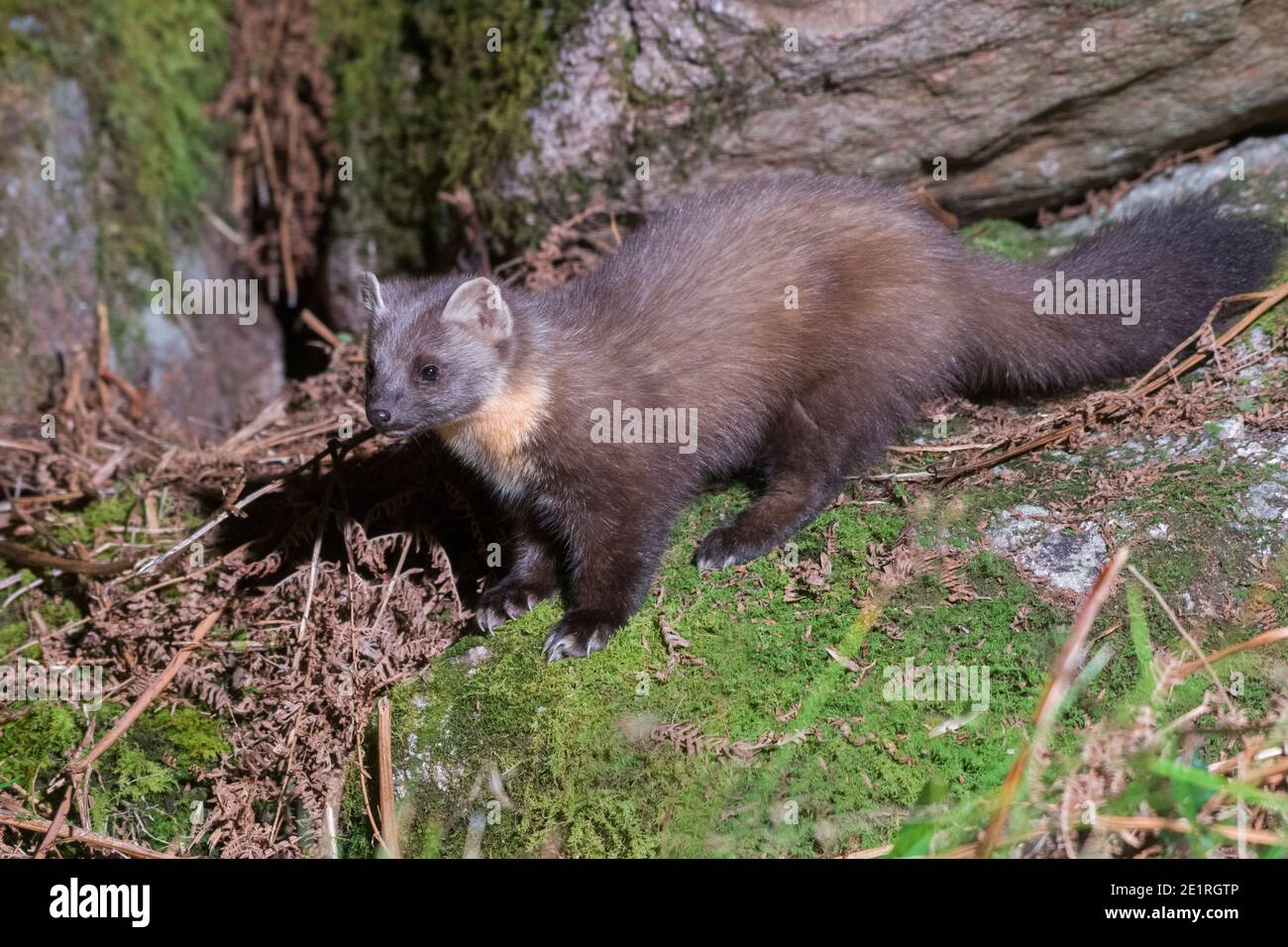 Europäische Pine Marten Martes Martes Stockfoto