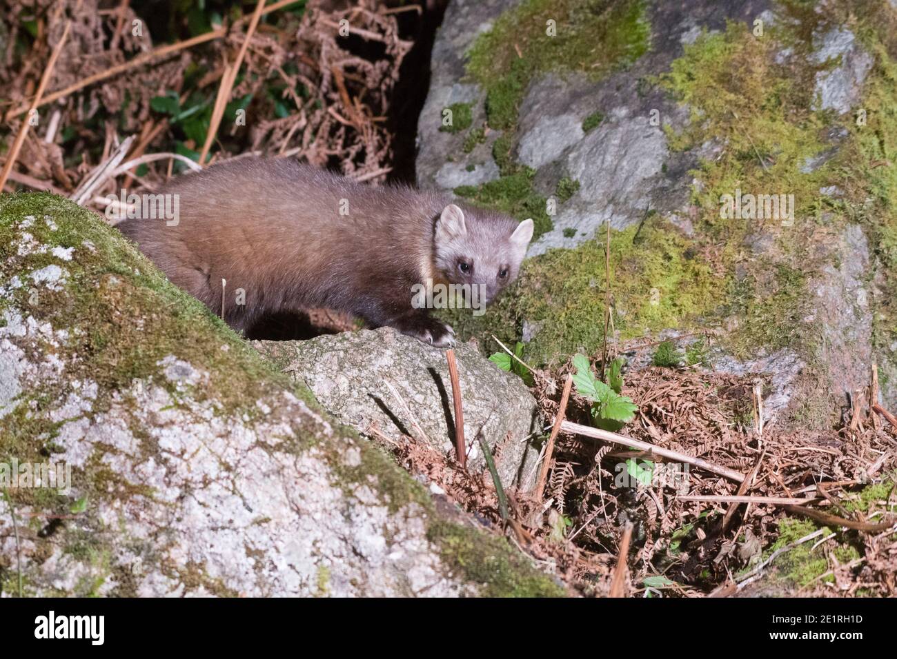 Europäische Pine Marten Martes Martes Stockfoto