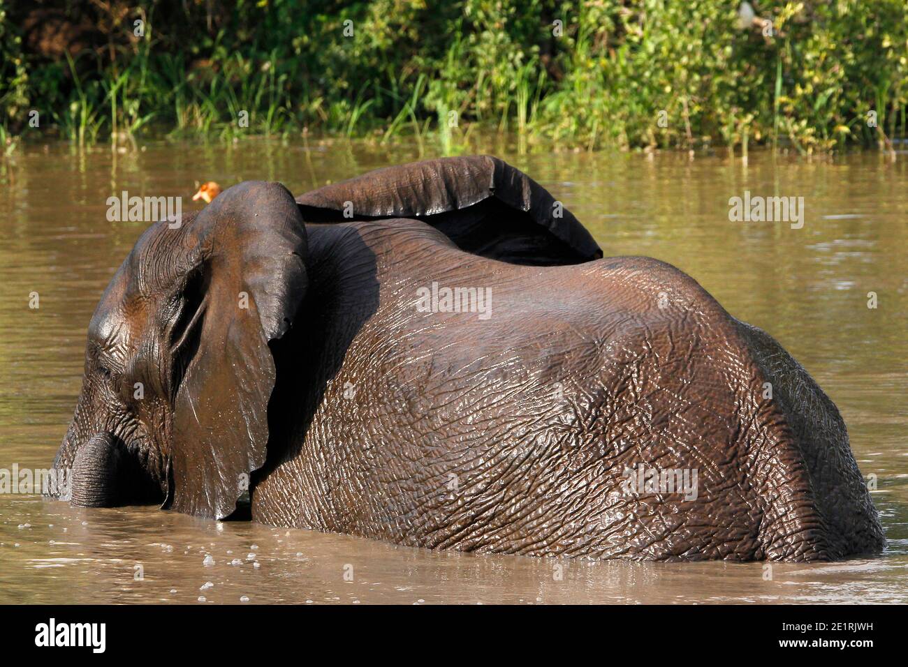 Wilde afrikanische Elefanten im natürlichen afrikanischen Busch. Stockfoto