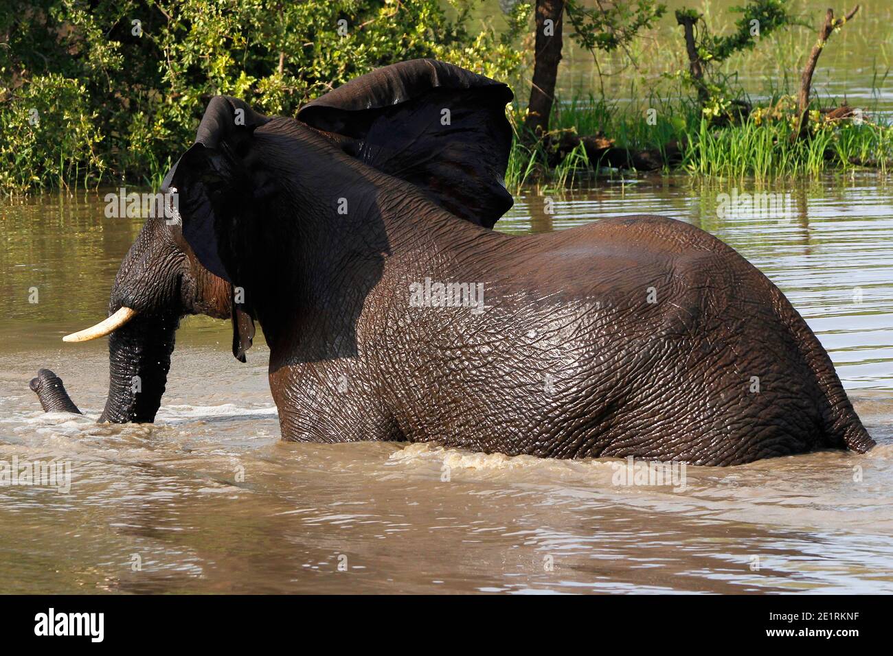 Wilde afrikanische Elefanten im natürlichen afrikanischen Busch. Stockfoto