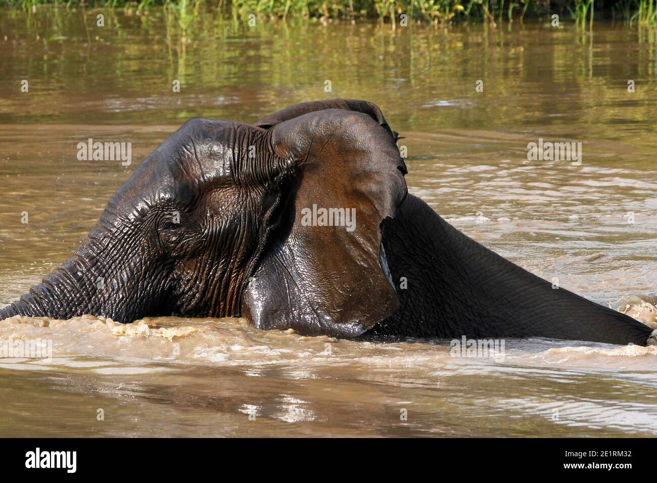 Wilde afrikanische Elefanten im natürlichen afrikanischen Busch. Stockfoto