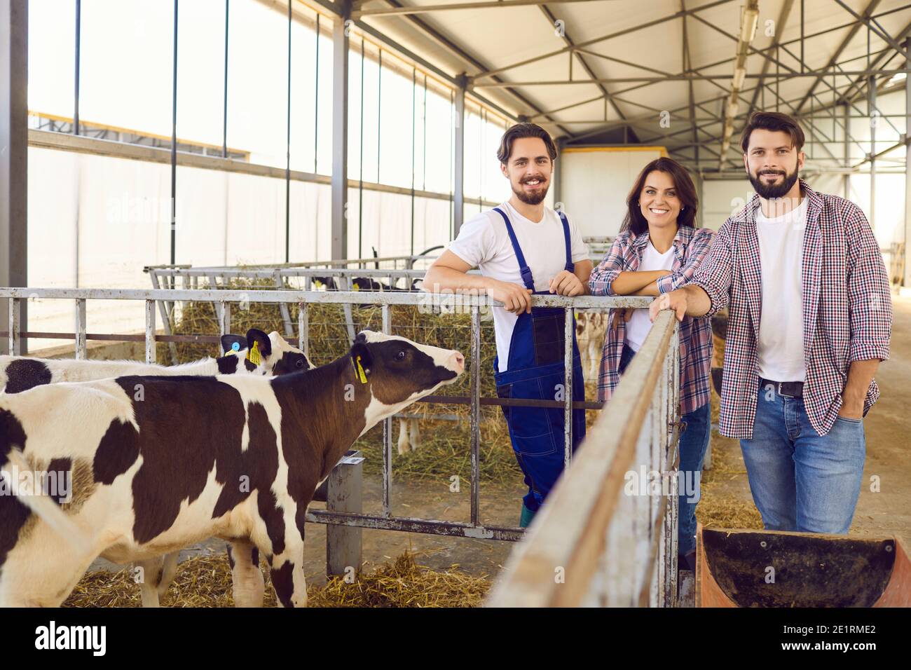 Gruppe glücklicher Farmarbeiter, die in der Nähe des Käfigs mit Kälbern stehen In Scheune auf Viehzucht Stockfoto