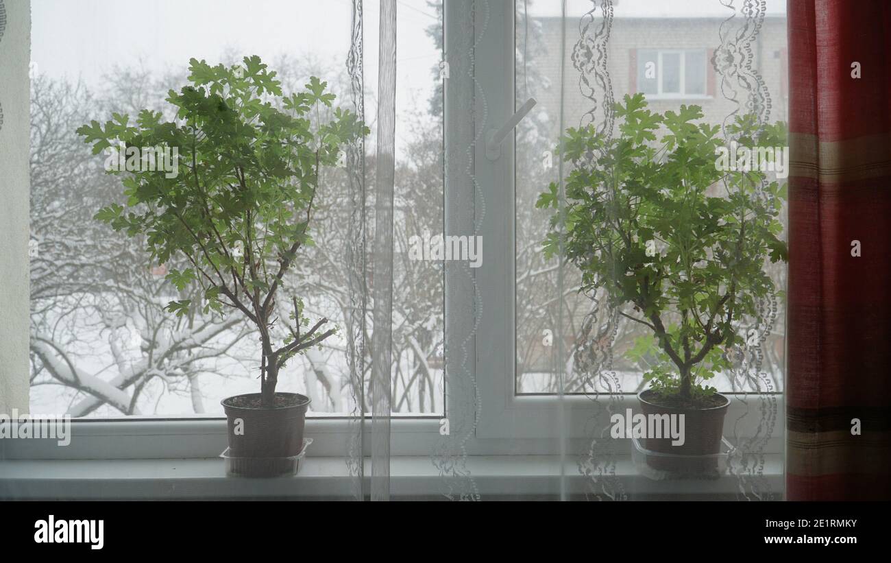 Blick auf Zimmerpflanzen in der Wohnung auf der Fensterbank, wenn es Winter vor dem Fenster ist. Die Szene mit einem duftenden Blatt Pelargonium wächst in Th Stockfoto