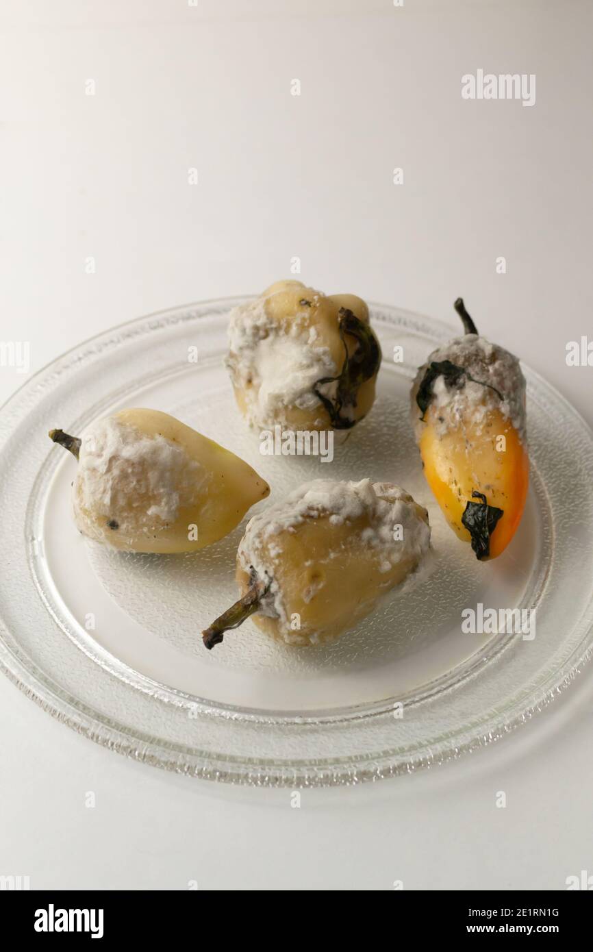 Verfaulte Paprika mit Schimmel auf einer Glasplatte auf weißem Hintergrund. Das Essen war verdorben. Konzept für Lebensmittelabfälle. Speicherplatz kopieren. Vertikale Ausrichtung. Stockfoto