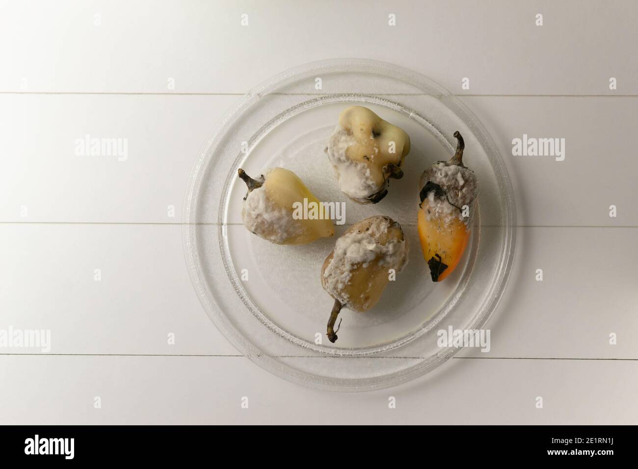 Verfaulte schimmelige Paprika auf einer Glasplatte auf einem weißen Tisch. Das Essen war verdorben. Konzept für Lebensmittelabfälle. Speicherplatz kopieren. Draufsicht. Stockfoto