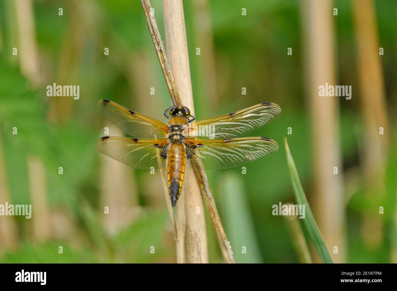 4-Punkt-Chaser-Libelle, 'Libellula quadrimaculata', am Rande flacher Teiche und Seen mit emergenter Vegetation und offenem Wasser.überall BRI Stockfoto