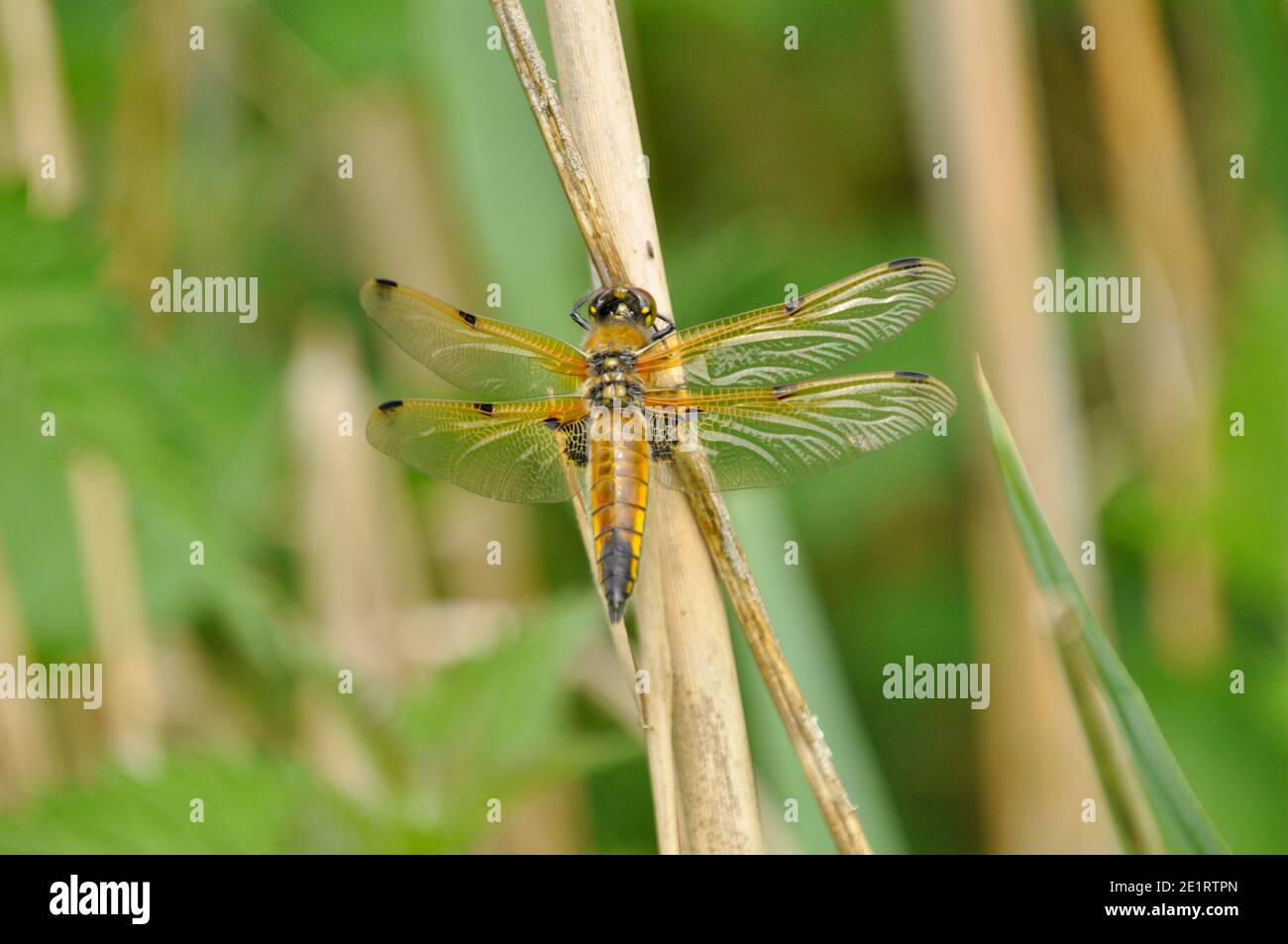 4-Punkt-Chaser-Libelle, 'Libellula quadrimaculata', am Rande flacher Teiche und Seen mit emergenter Vegetation und offenem Wasser.überall BRI Stockfoto