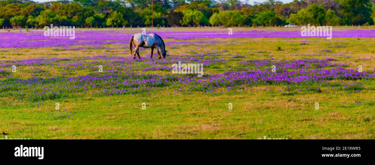 Mayan Dude Ranch - Bandera, Texas Stockfoto