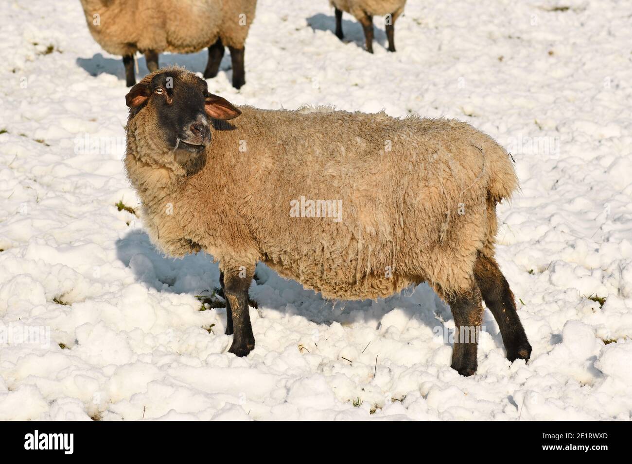 Schafe der deutschen Rasse genannt 'Deutsches schwarzes Köpfiges Fleischschaf' mit weiß Fell und schwarzer Kopf stehen im Schnee Stockfoto