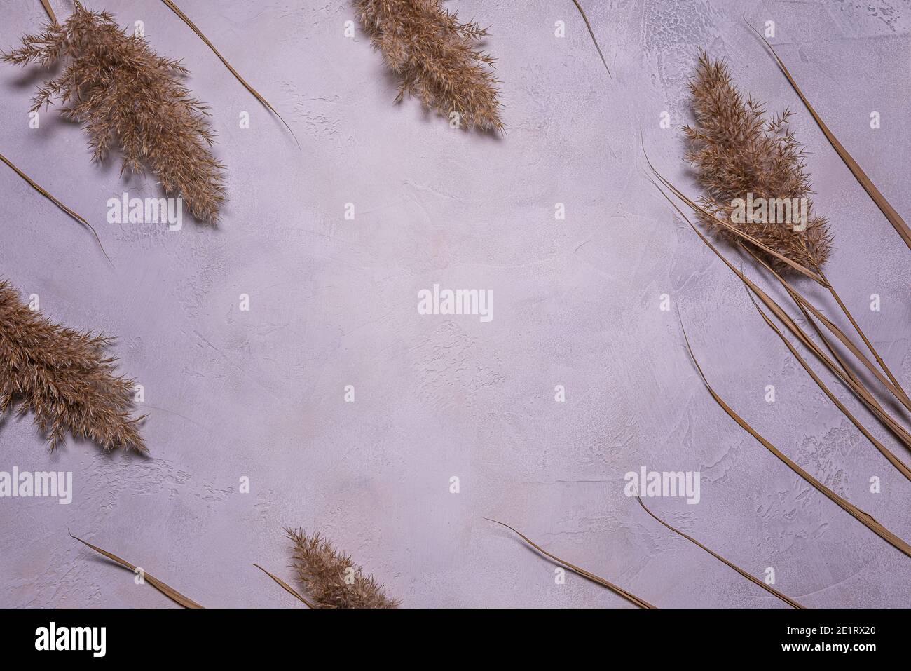 Flache Laie mit Rahmen aus natürlichen getrockneten Schilfblüten auf strukturiertem blau, grau und beige mehrfarbigen Beton. Hintergrund mit getrockneten Blume arrangemen Stockfoto