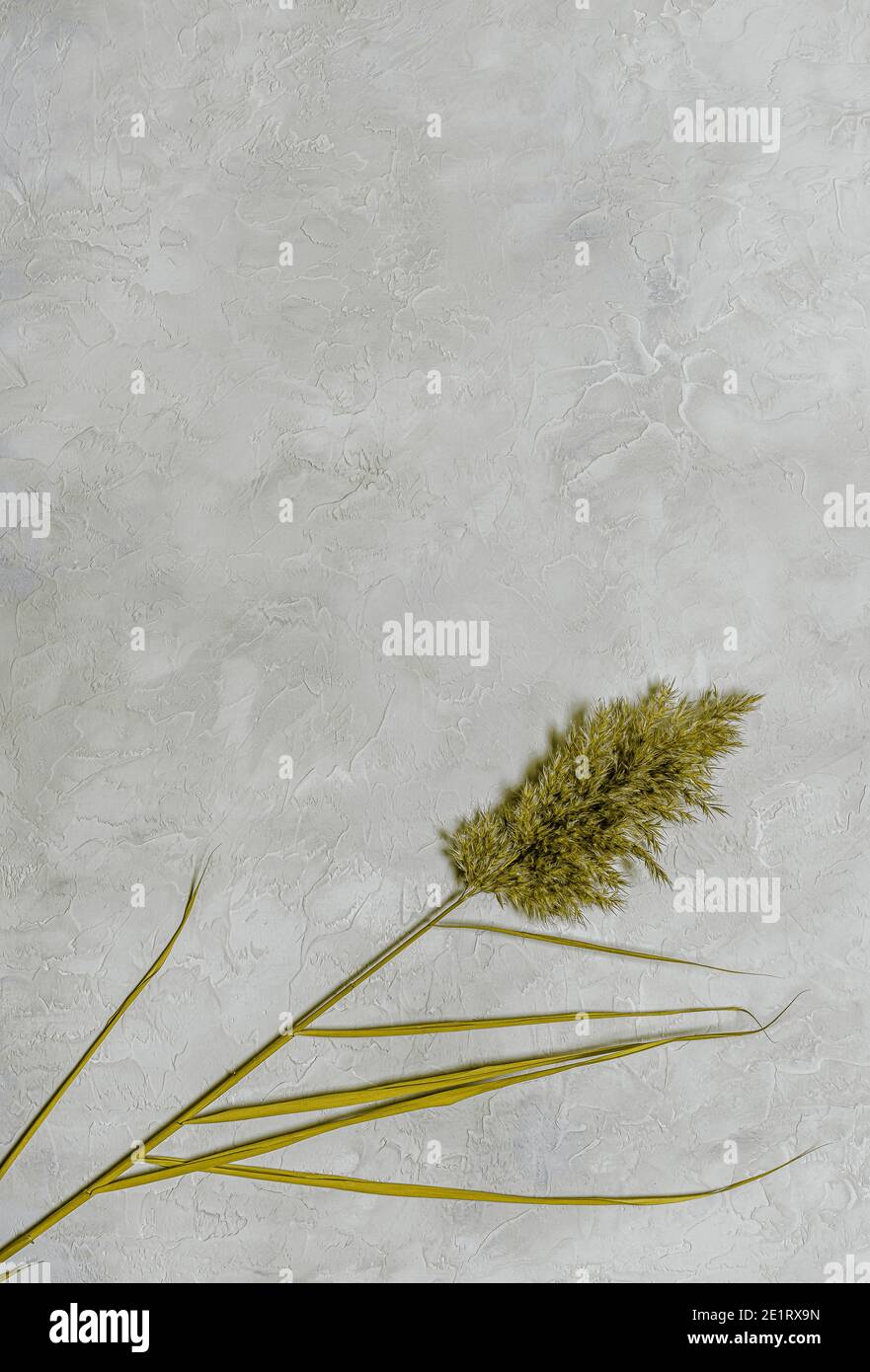 Getrocknete Schilfblume mit Blättern getönten in leuchtenden gelb auf texturierten Beton Hintergrund in ultimativen grau getönt. Bio-Design mit getrockneten Blume ar Stockfoto