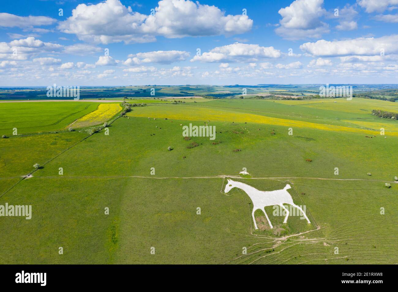 Das Alton Barnes White Horse in Wiltshire. Eine Kreidehügelfigur auf Milk Hill, nördlich des Dorfes Alton, Wiltshire, England. Stockfoto