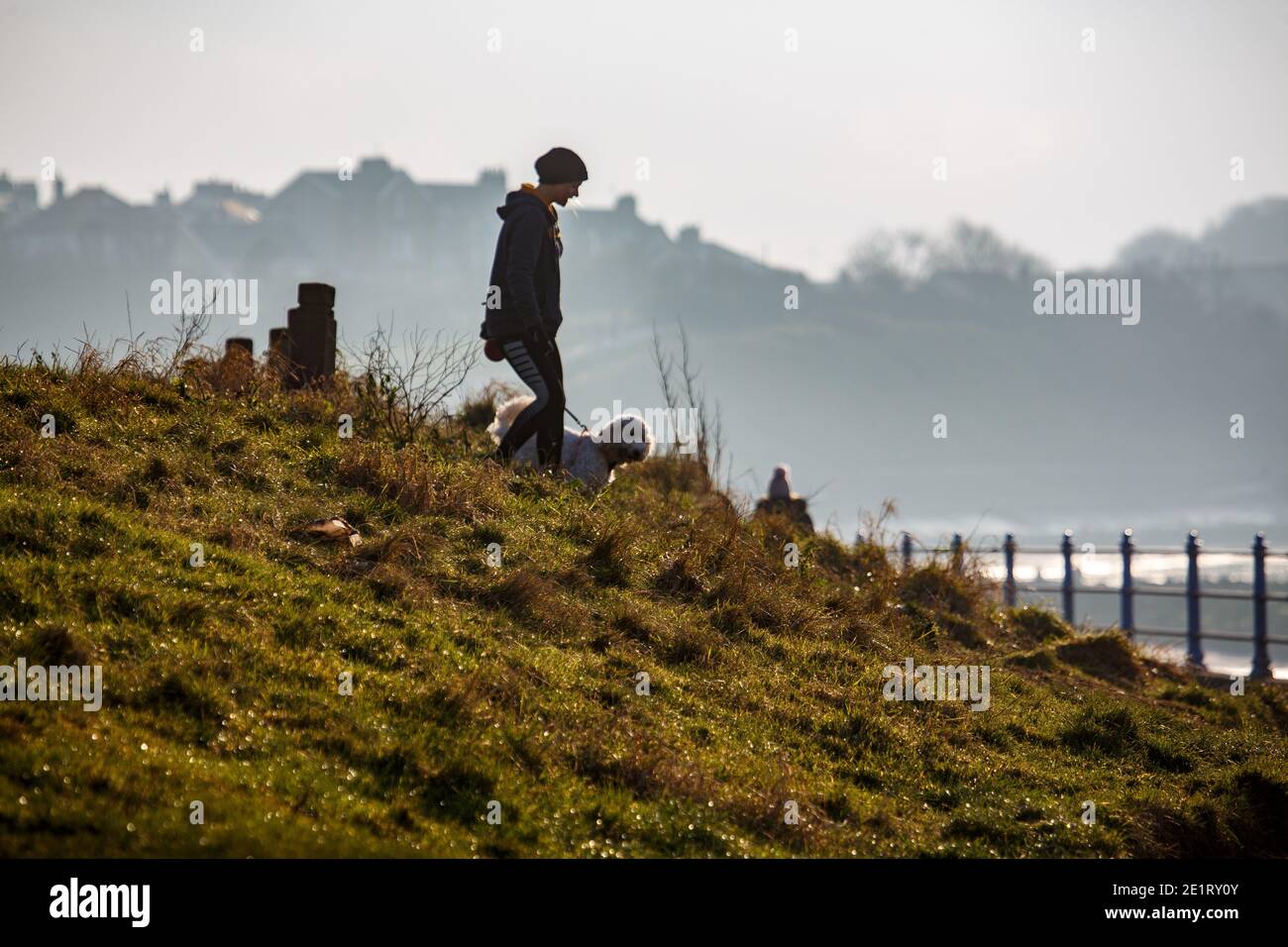 Heysham, Lancashire, Unite Kingdom 9. Januar 2021 Dog Walker Walkers her walkers her down a grassy Bank on to Heysham Promenade Diuring the Second Week End Covid Restriction Credit: PN News/Alamy Live News Stockfoto