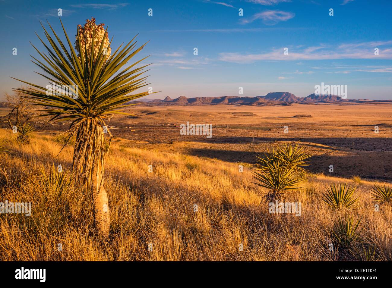 Entferntes Bergmassiv in der Chihuahuan Wüste, blühende spanische Dolchyucca, gesehen bei Sonnenuntergang vom Aussichtspunkt im Davis Mountains State Park, Texas, USA Stockfoto