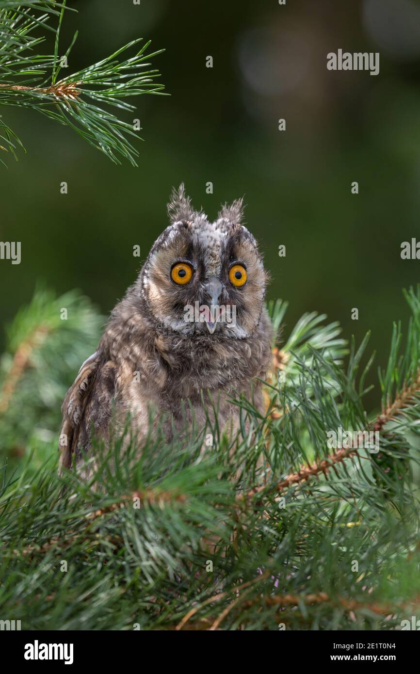 Langohreule (ASIO otus) Küken, kontrolliert, Cumbria, UK Stockfoto