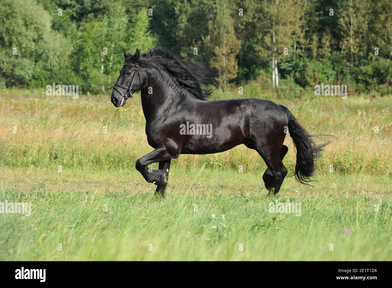 Schwarzes friesisches Pferd läuft galoppieren in Freiheit Stockfoto