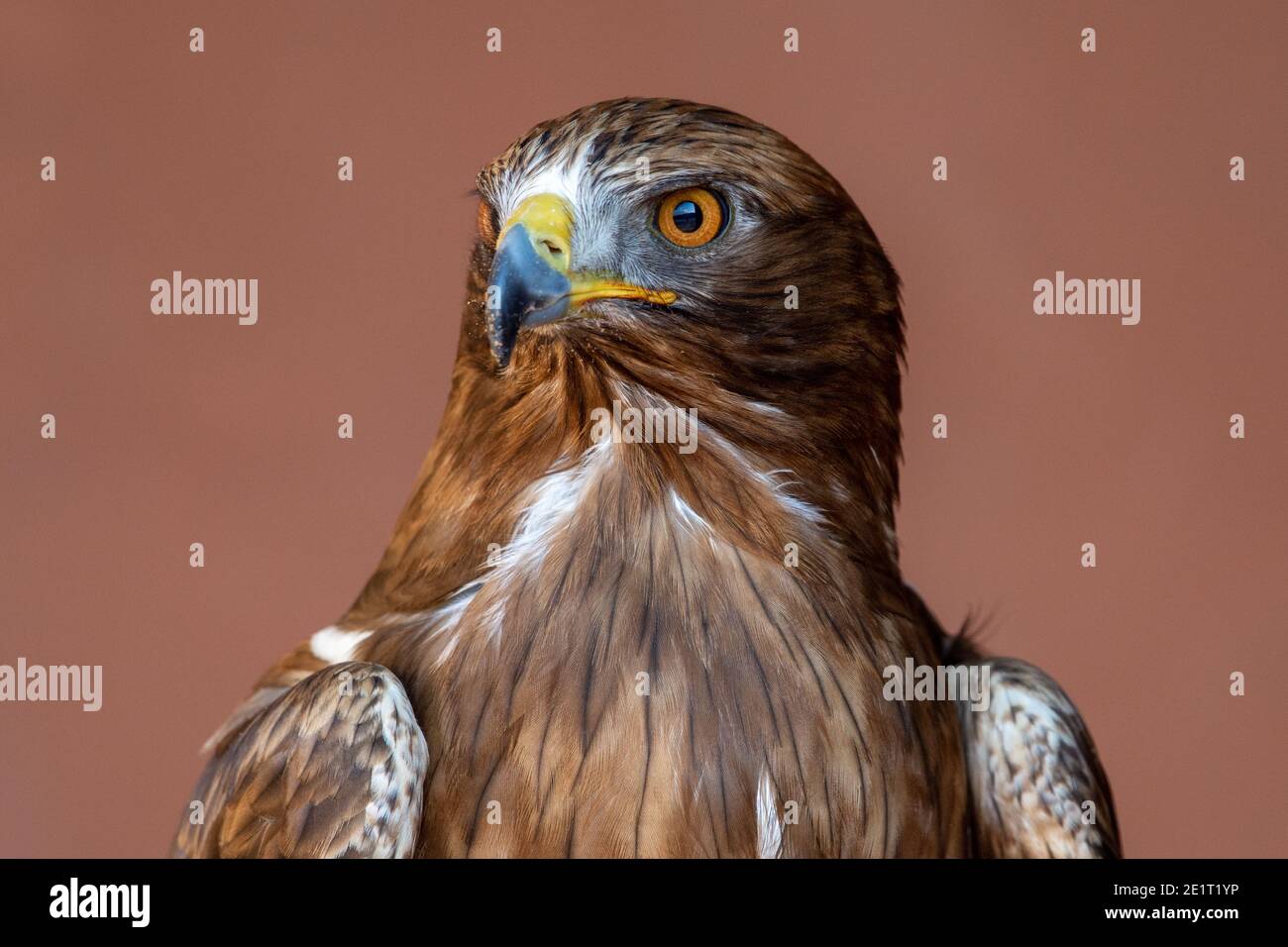 Ein Zwergadler (Hieraaetus pennatus, auch als Aquila pennata klassifiziert, sehr nah an orangefarbenen Augen, Federn und Schnabel. Stockfoto
