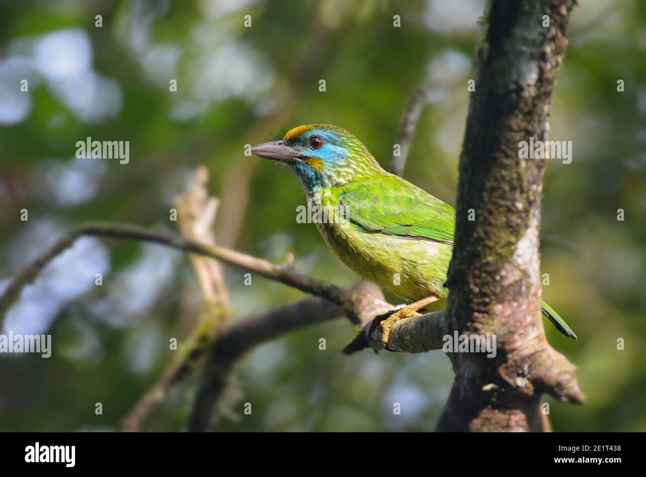 Gelbstirnbarbet - Psilopogon flavifrons, schön gefärbte Barbet aus Sinharaja Wald von Sri Lanka. Stockfoto