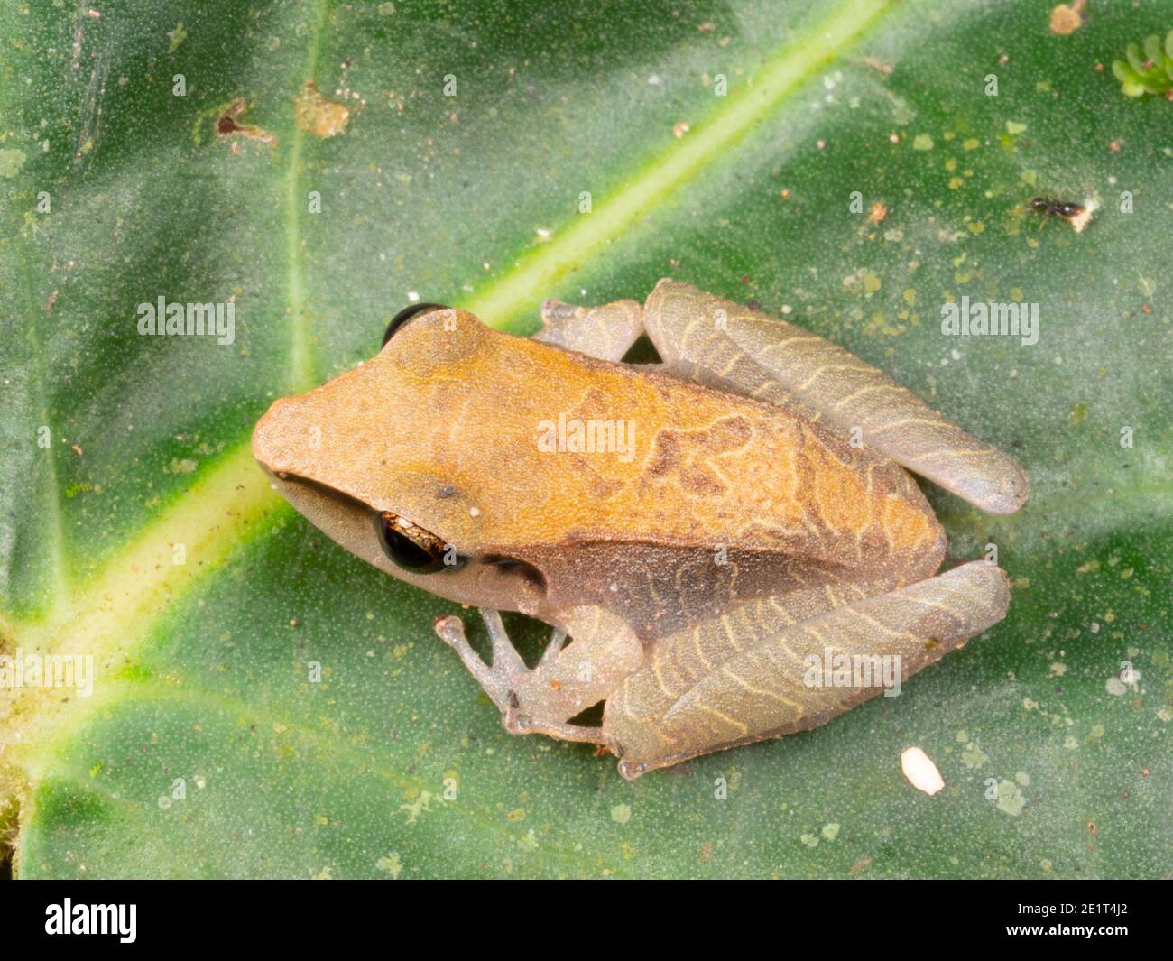 Regenfrosch (Pristimantis auffallillatus) auf einem Blatt im Regenwald, Ecuador Stockfoto