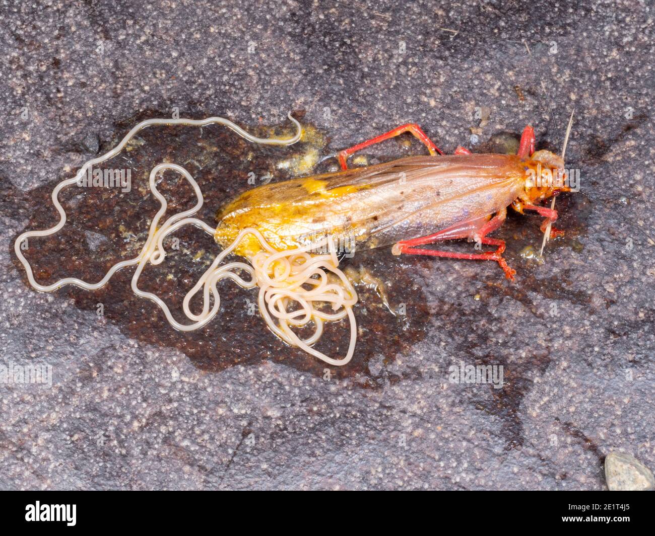 Parasitärer Nematode infiziert einen Busch Cricket Squashedc durch ein Auto Unterwegs im ecuadorianischen Amazonas Stockfoto