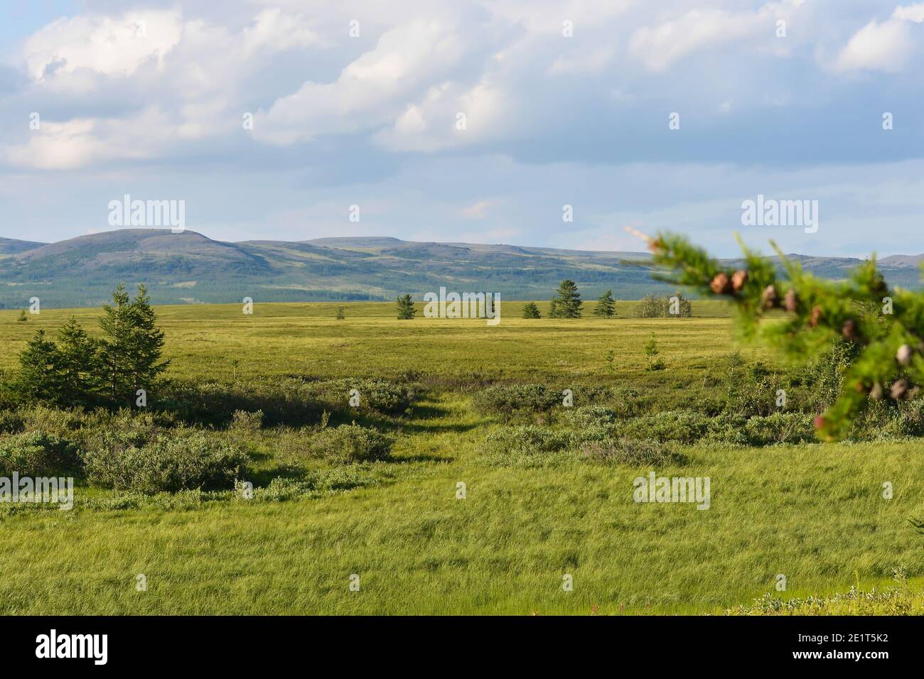 Tundra im Polarural. Sommerlandschaft in einem Naturpark in Yamal. Stockfoto