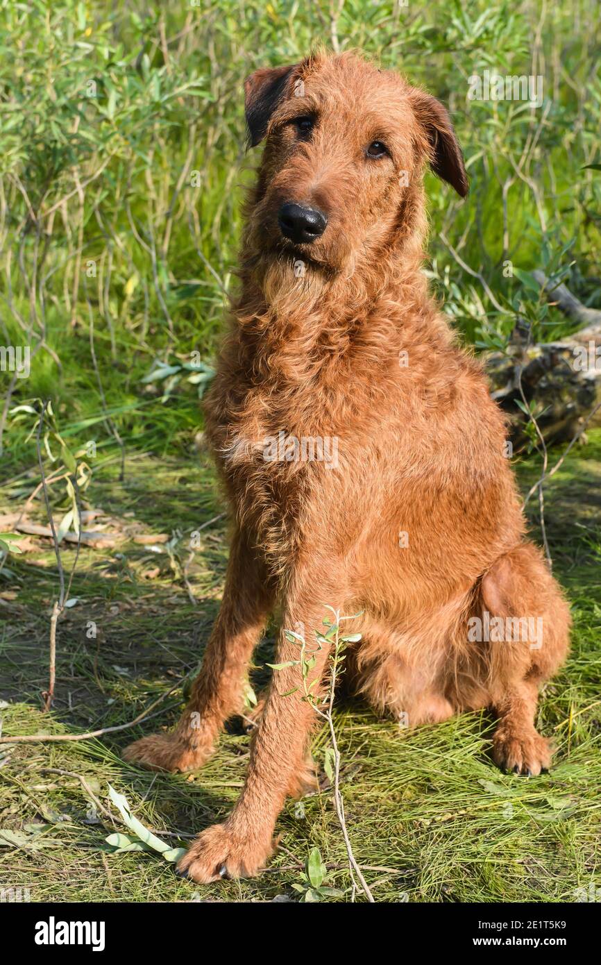 Irish Terrier. Roter Hund auf einem Hintergrund von grünem Gras. Stockfoto