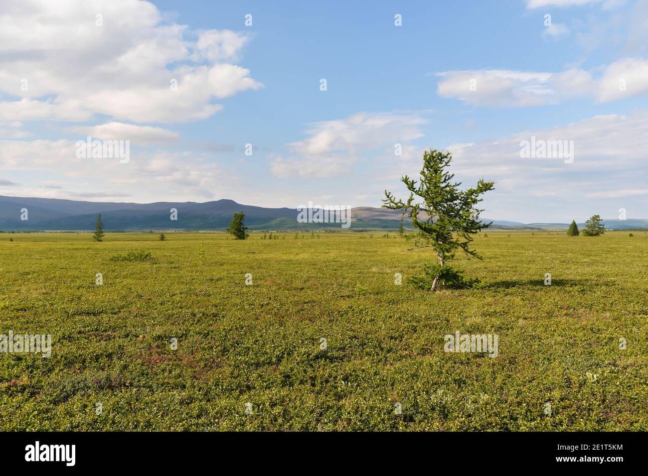 Tundra im Polarural. Sommerlandschaft in einem Naturpark in Yamal. Stockfoto