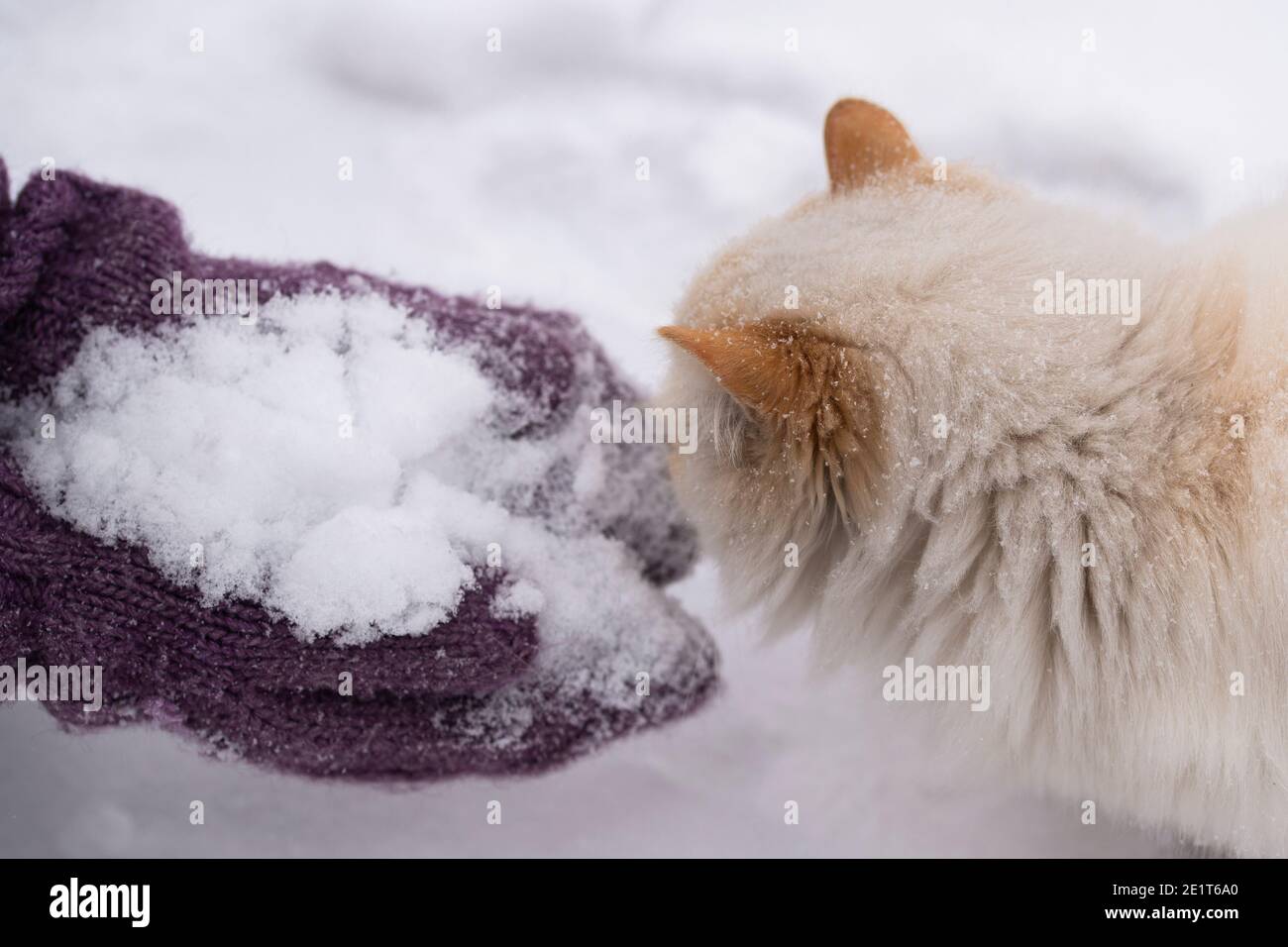 Hände in Flieder Fäustlinge halten Schnee und eine weiße flauschige Katze. Das Konzept des Winterspaßes. Stockfoto