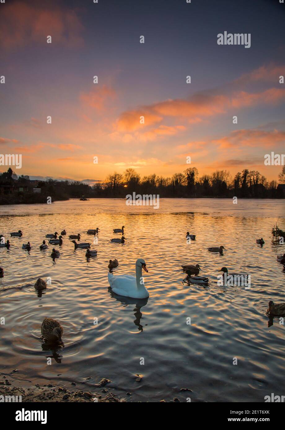 Kidderminster, Großbritannien. Januar 2021. UK Wetter: Ein goldener Sonnenuntergang leuchtet das Wasser kräuselt über diesem See in den Midlands. Ein Schwan wird im See schwimmen gesehen, der nach einem weiteren sehr kalten Wintertag im Januar teilweise gefroren ist. Kredit: Lee Hudson/Alamy Live Nachrichten Stockfoto