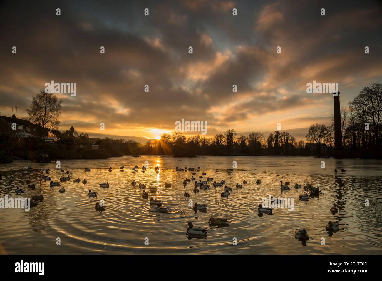 Kidderminster, Großbritannien. Januar 2021. UK Wetter: Ein goldener Sonnenuntergang leuchtet das Wasser kräuselt über diesem See in den Midlands. Enten schwimmen im See, der nach einem weiteren sehr kalten Wintertag im Januar teilweise gefroren ist. Kredit: Lee Hudson/Alamy Live Nachrichten Stockfoto