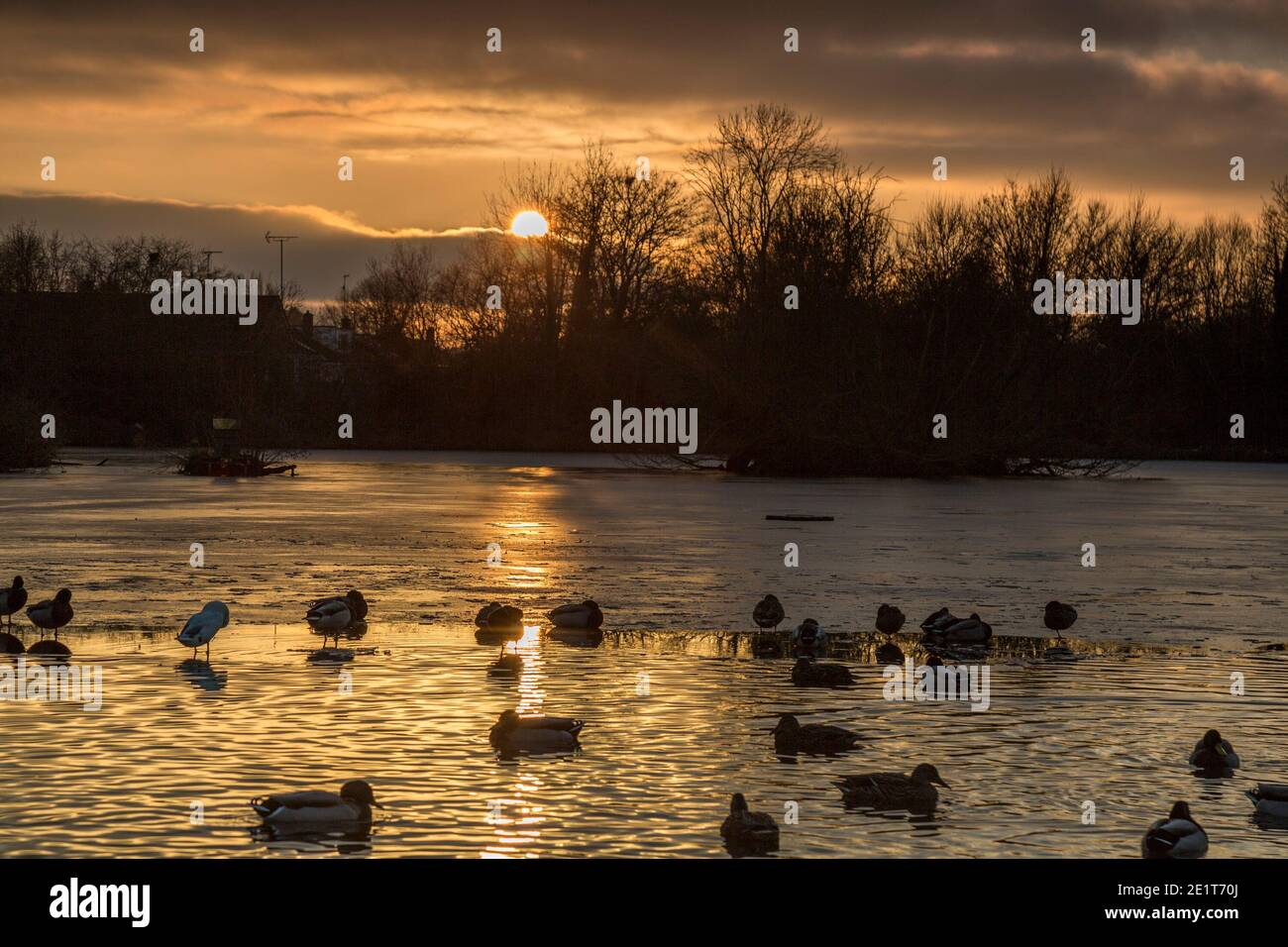 Kidderminster, Großbritannien. Januar 2021. UK Wetter: Ein goldener Sonnenuntergang leuchtet das Wasser kräuselt über diesem See in den Midlands. Enten schwimmen im See, der nach einem weiteren sehr kalten Wintertag im Januar teilweise gefroren ist. Kredit: Lee Hudson/Alamy Live Nachrichten Stockfoto