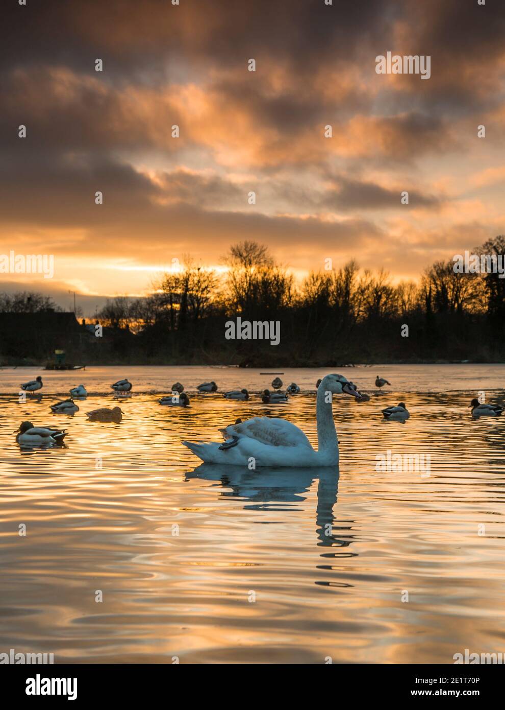 Kidderminster, Großbritannien. Januar 2021. UK Wetter: Ein goldener Sonnenuntergang leuchtet das Wasser kräuselt über diesem See in den Midlands. Ein Schwan wird im See schwimmen gesehen, der nach einem weiteren sehr kalten Wintertag im Januar teilweise gefroren ist. Kredit: Lee Hudson/Alamy Live Nachrichten Stockfoto