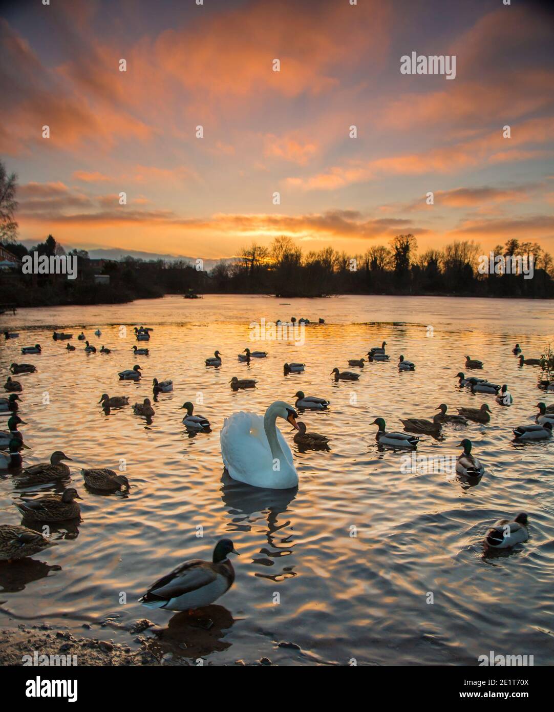 Kidderminster, Großbritannien. Januar 2021. UK Wetter: Ein goldener Sonnenuntergang leuchtet das Wasser kräuselt über diesem See in den Midlands. Ein Schwan wird im See schwimmen gesehen, der nach einem weiteren sehr kalten Wintertag im Januar teilweise gefroren ist. Kredit: Lee Hudson/Alamy Live Nachrichten Stockfoto