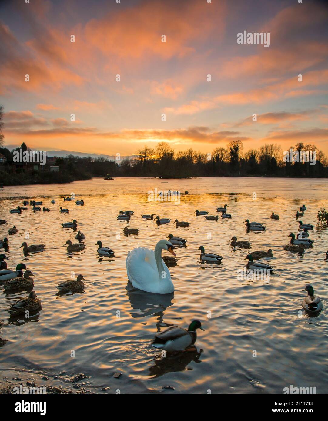 Kidderminster, Großbritannien. Januar 2021. UK Wetter: Ein goldener Sonnenuntergang leuchtet das Wasser kräuselt über diesem See in den Midlands. Ein Schwan wird im See schwimmen gesehen, der nach einem weiteren sehr kalten Wintertag im Januar teilweise gefroren ist. Kredit: Lee Hudson/Alamy Live Nachrichten Stockfoto