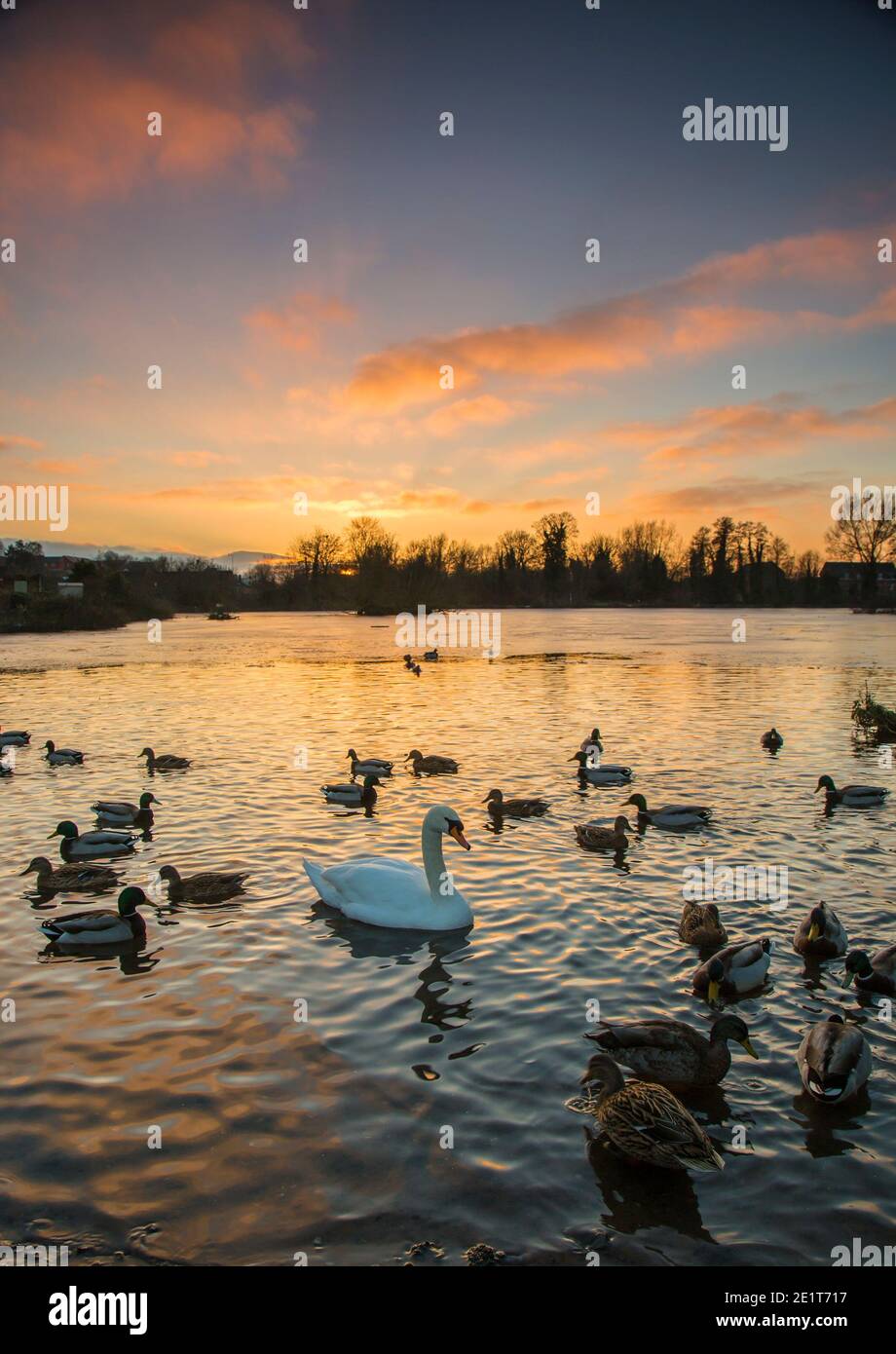 Kidderminster, Großbritannien. Januar 2021. UK Wetter: Ein goldener Sonnenuntergang leuchtet das Wasser kräuselt über diesem See in den Midlands. Ein Schwan wird im See schwimmen gesehen, der nach einem weiteren sehr kalten Wintertag im Januar teilweise gefroren ist. Kredit: Lee Hudson/Alamy Live Nachrichten Stockfoto