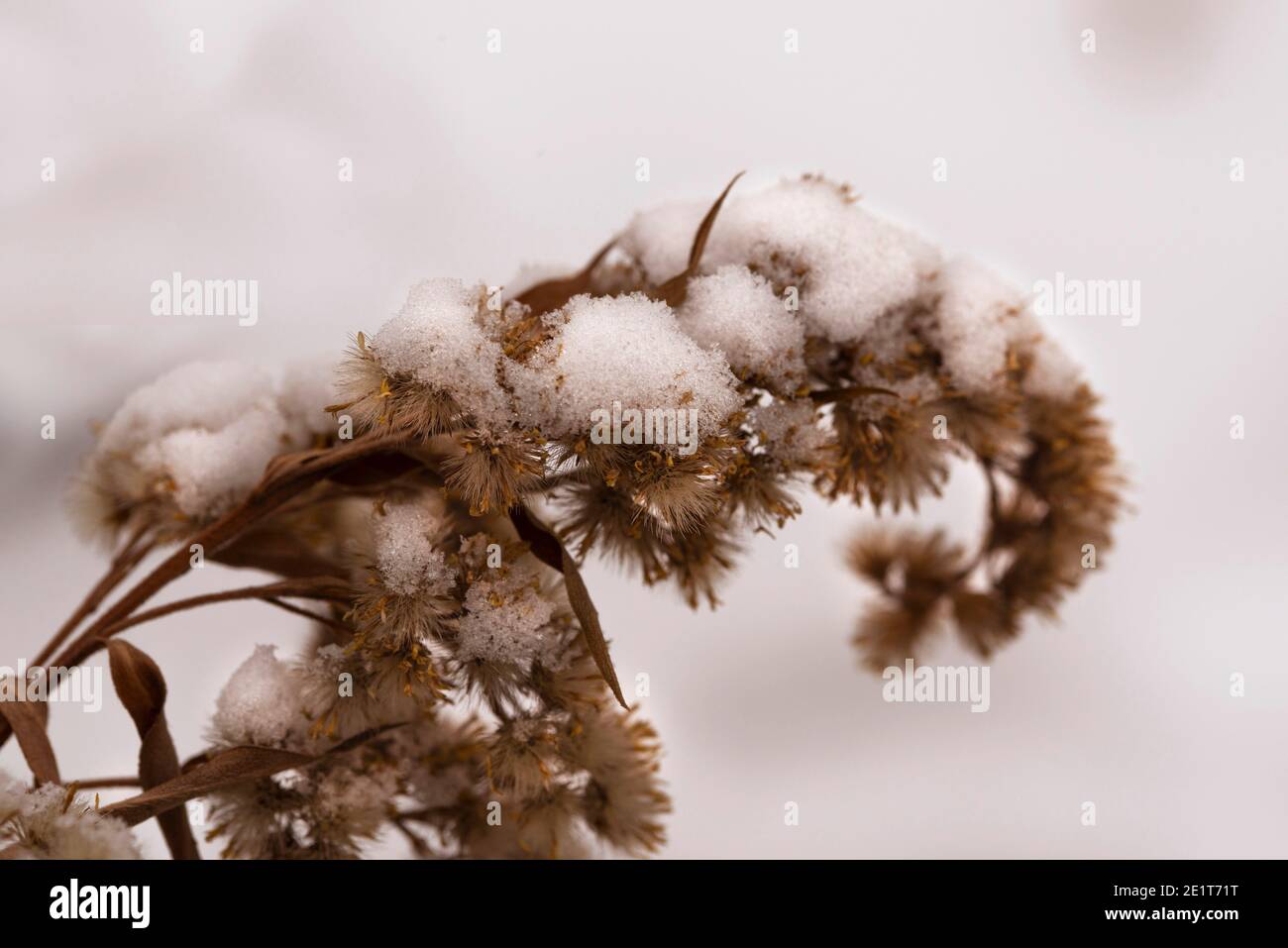 Getrocknete Blumen im Schnee Nahaufnahme auf weißem Hintergrund. Natürlicher Hintergrund von Sepia-Blumen und weißem Schnee. Stockfoto
