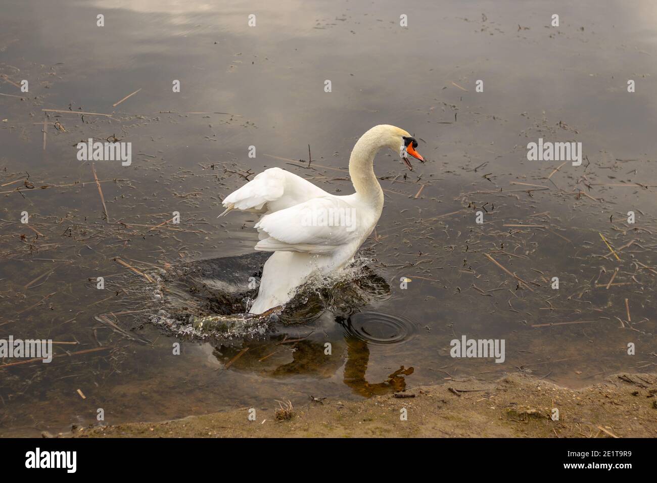 Wütend Schwan springen auf dem Wasser, perfektes Timing Foto. Stockfoto