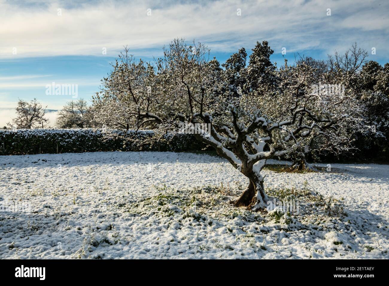 Olivenbaum im winter -Fotos und -Bildmaterial in hoher Auflsung  Alamy