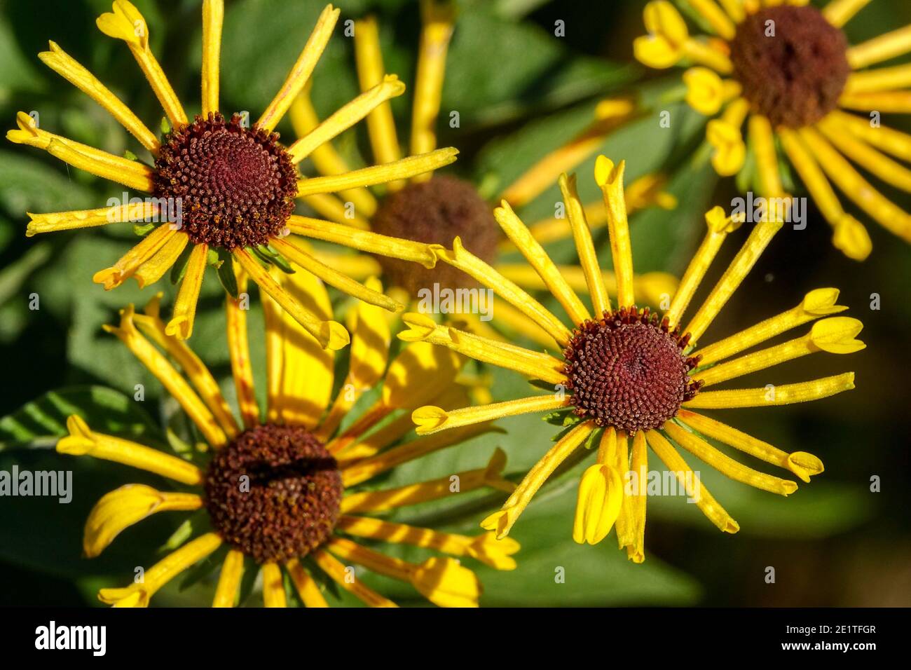 Rudbeckia Subtomentosa "Henry Eilers" Stockfoto