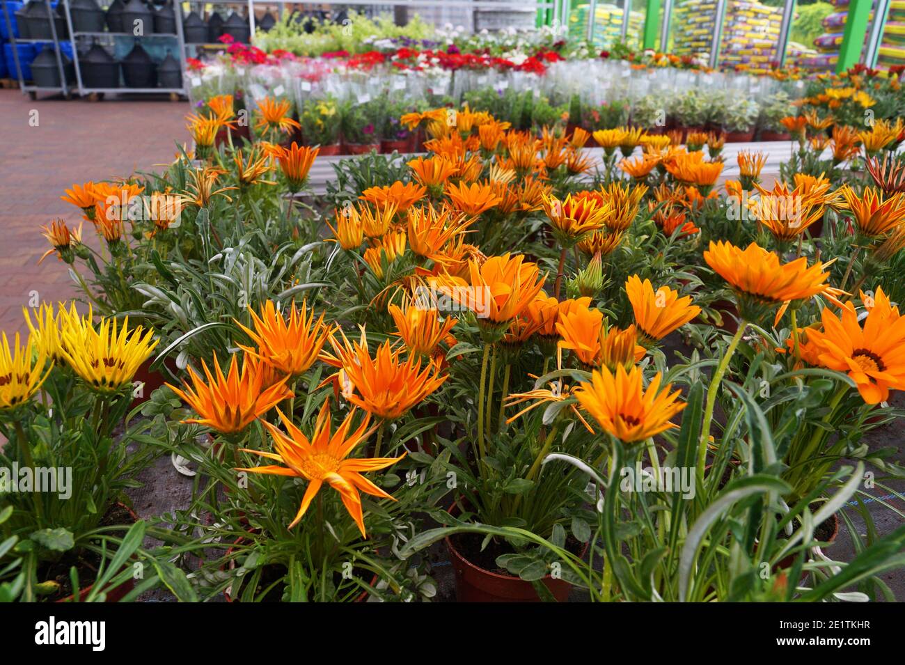 Gartengeschäft. Gazania (Gazania rigens L.) ist eine Gattung von blühenden Pflanzen aus der Familie der Asteraceae, die im südlichen Afrika beheimatet ist. Stockfoto