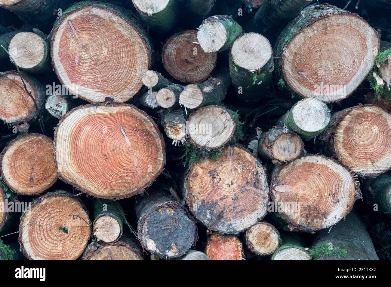 Die rund geschnittenen Enden des Holzstapels neben der Straße in Norfolk. Stockfoto