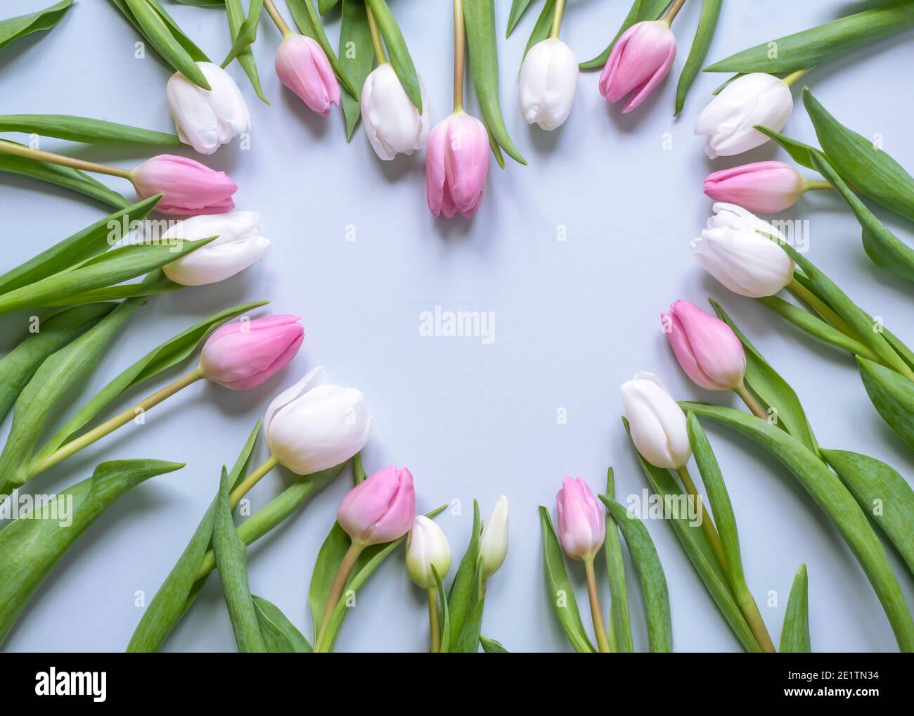 Pastellrosa und weiße Tulpen in Herzform mit Kopierfläche auf hellblauem Hintergrund ideal für stationäre, Karten, Hochzeiten und Veranstaltungen Stockfoto