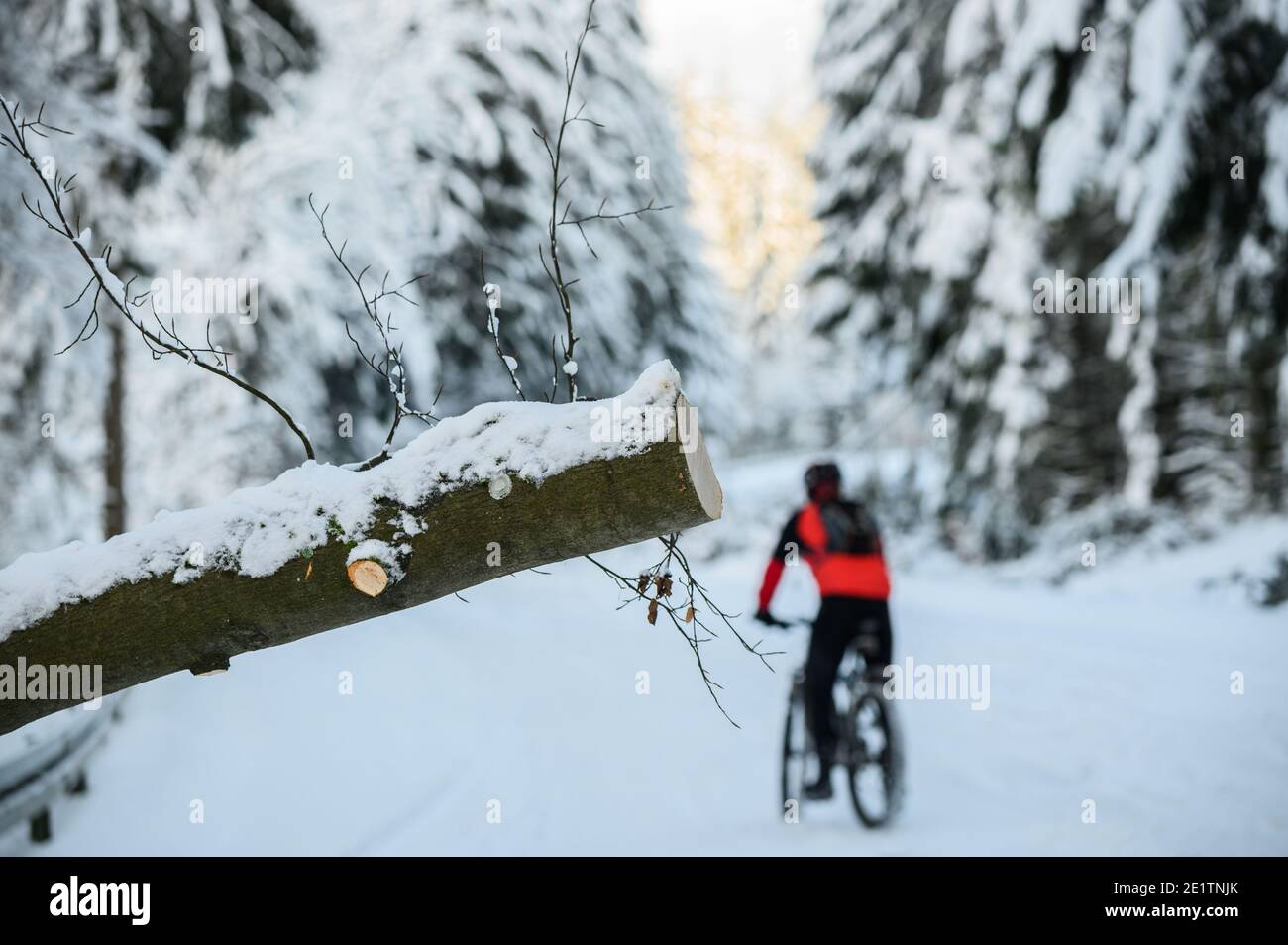 Schmitten, Deutschland. Januar 2021. Der abgesägte Stumpf eines gefallenen Baumes ragt auf die Deutsche Limes Straße. Die Straße zum Feldberg ist nicht geräumt und für den Fahrzeugverkehr gesperrt. Das Feldberg-Gebiet im Taunus ist wegen Schneebruchs geschlossen und um einen Ansturm von Winterausflüglern zu vermeiden. Der Gipfel ist nur ohne motorisierten Transport erreichbar. Quelle: Andreas Arnold/dpa/Alamy Live News Stockfoto