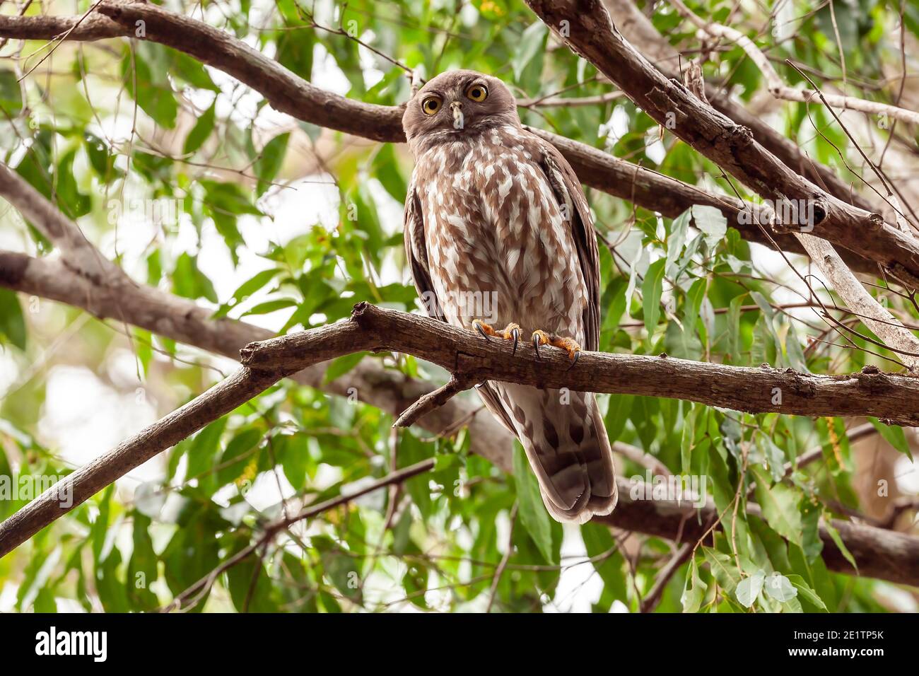 Bellende Eule, alleinerziehender Erwachsener, im Baum sitzend, Cordalba, Australien, 16. August 2007 Stockfoto