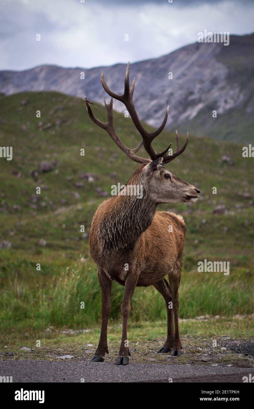 Wild Stag in Glencoe, den schottischen Highlands. Stockfoto