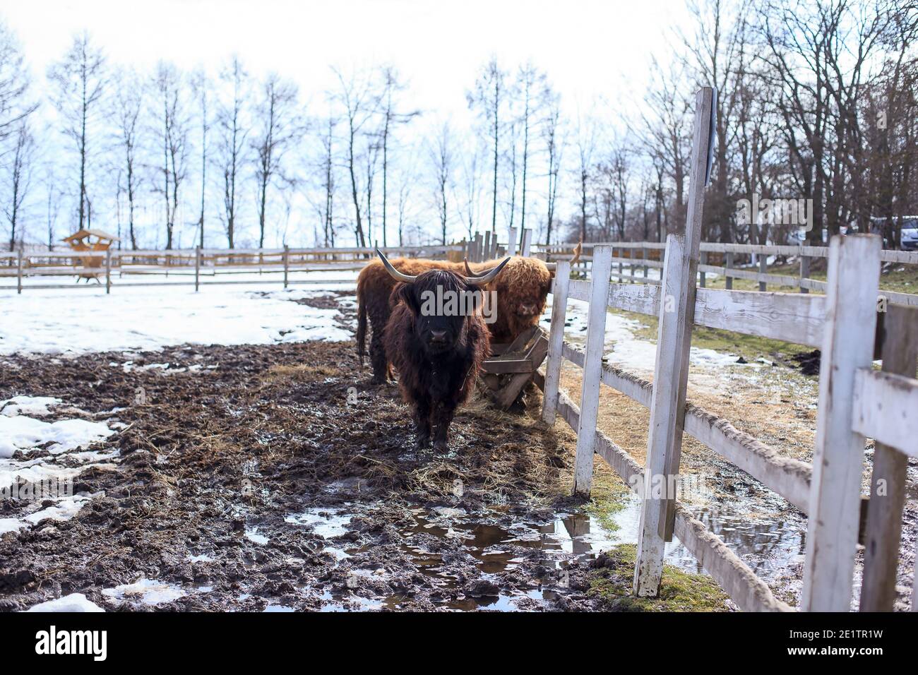 Gehörnte Highland Rinder stehen auf dem Bauernhof mit einem hölzernen Zaun Stockfoto