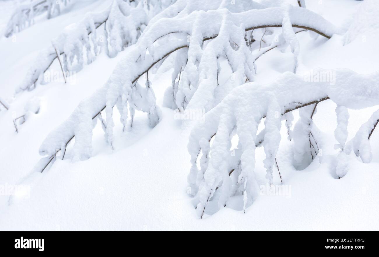 Winterlandschaft Hintergrund, landschaftlich schöne Aussicht auf Äste unter Schnee im Wald nach Schneefall. Nahaufnahme von verschneiten Wäldern. Wetter, Klima, CO Stockfoto