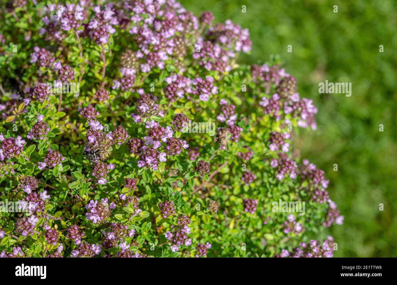 Thymus Serrphyllum 'Lemon Curd' Zitronen Sand Thymian Pflanze mit Blume Nahaufnahme Stockfoto